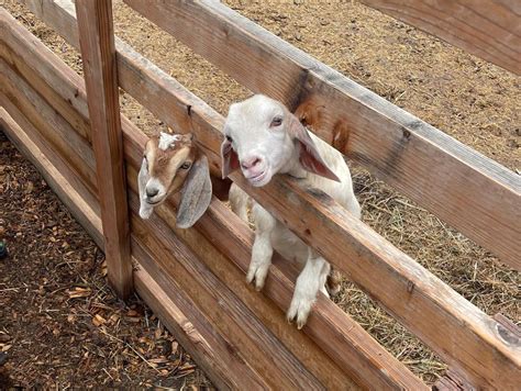 Things to do in Longmont Sunday, Sept. 14: Petting zoo at Carbon Valley ...