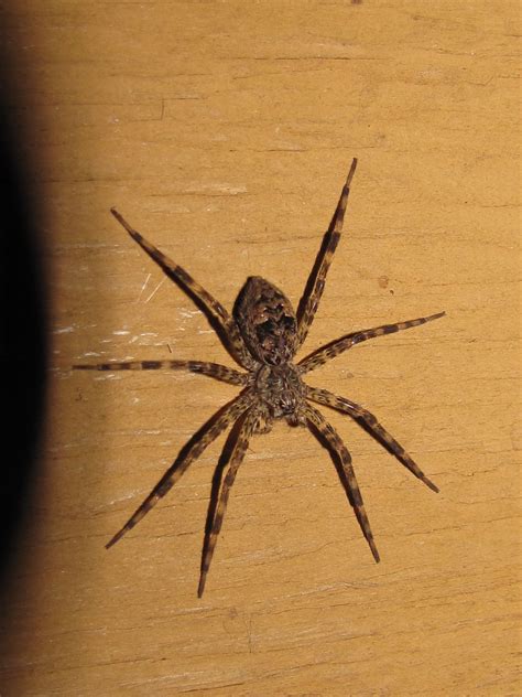 Wolf Spider Tree