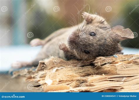 The Mouse is Lying on a Bitten Book. Mice are Pests Stock Image - Image ...