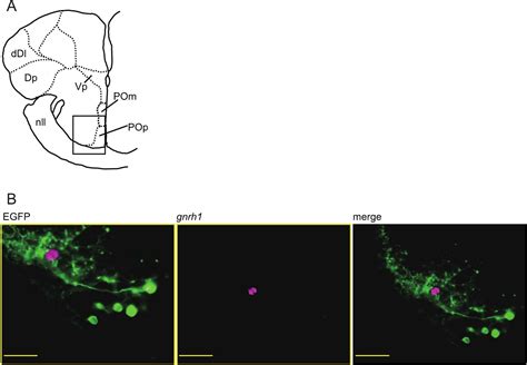 Neural Control of Sexual Behavior in Fish