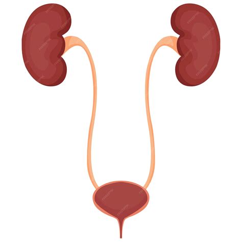 Ureter vector | Premium Vector