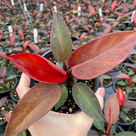 Philodendron 'Sun Red' (4.5" Pot) | Little Prince of Oregon Nursery