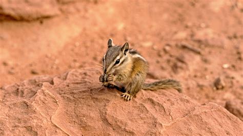Wallpaper : park, squirrel, wildlife, canyon, rodent, chipmunk, national, animal, zion, fauna ...