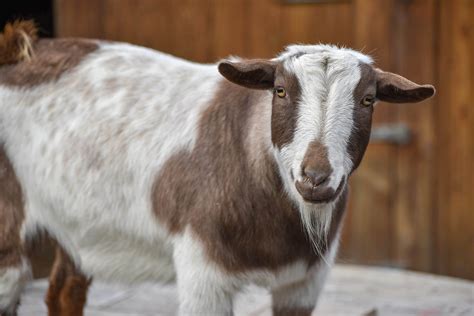 Nigerian Dwarf Pygmy Goats Beginner's Guide To Goat Breeding
