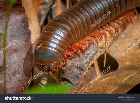 American Giant Millipede Narceus Americanus Raleigh Stock Photo ...