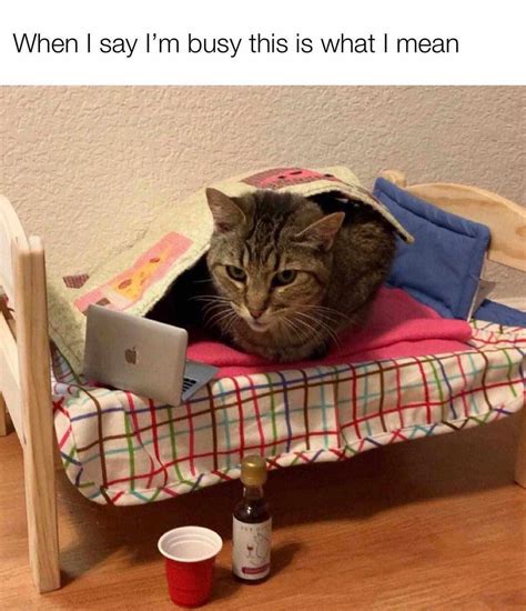 I'm so busy : r/Catmemes