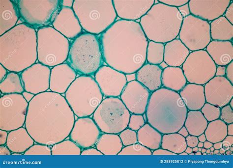Plant Tissues Under the Microscope in the Laboratory. Stock Photo ...