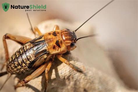 Are Camel Crickets Bad to Have in the House?