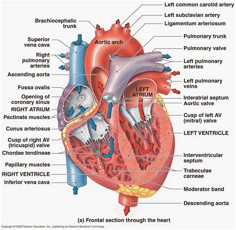 Heart Diagram - Cliparts.co