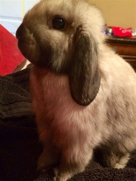 Adorable 8-Week-Old Holland Lop Rabbit