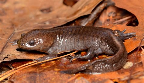 Big Water Dog Salamander