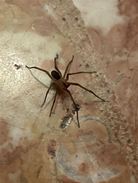 saw this dude on the floor today, does anyone know what kind of spider ...