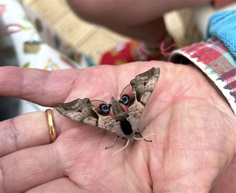 Martin's Moths: Here come the Hawks