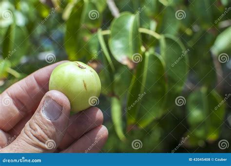 Manchineel Hippomane Mancinella Fruits, Most Dangerous Tree.. Royalty-Free Stock Photo ...