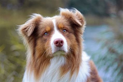 The Red Tri Australian Shepherd: All You Need To Know