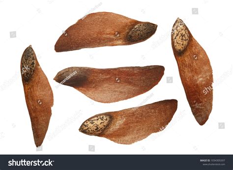 94,620 Pine seeds Images, Stock Photos & Vectors | Shutterstock