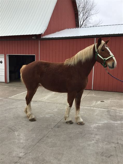 Walnut View Buttercup - 6 year old Belgian Mare - Waverly Sales