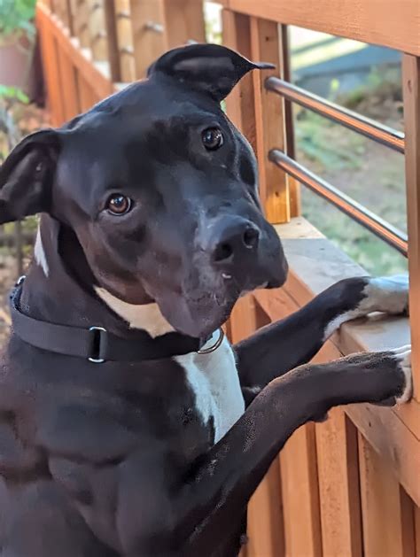 Great Dane Mixed With Pitbull