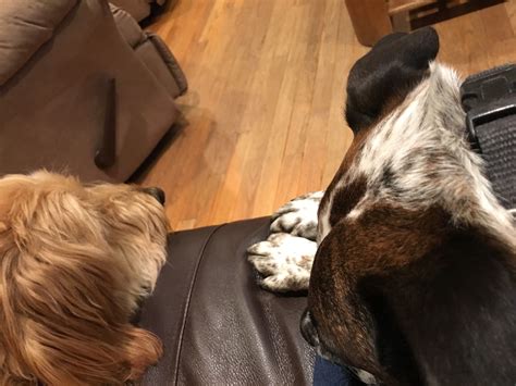 Stitch and Chat: Dogs to the right of me ~ Dogs to the left of me