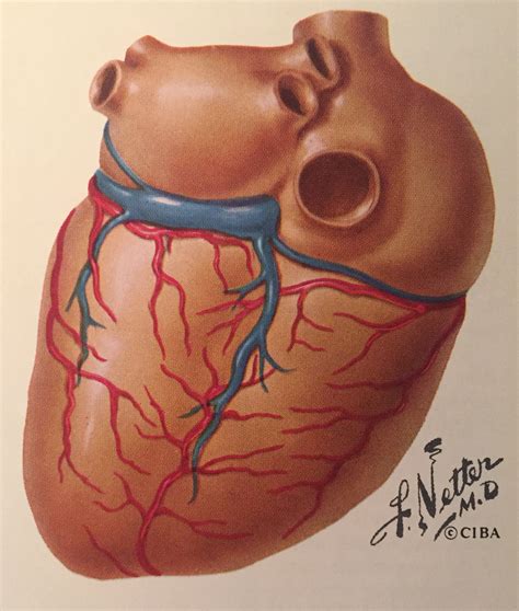 Coronary Arteries Anatomy Netter