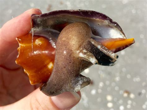 What Is A Conch Sea Shell at Blair Martin blog