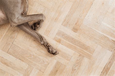 Choosing the best wood flooring for dogs — Antares