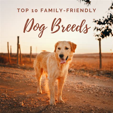 Top 10 Top Family Dogs - www.inf-inet.com