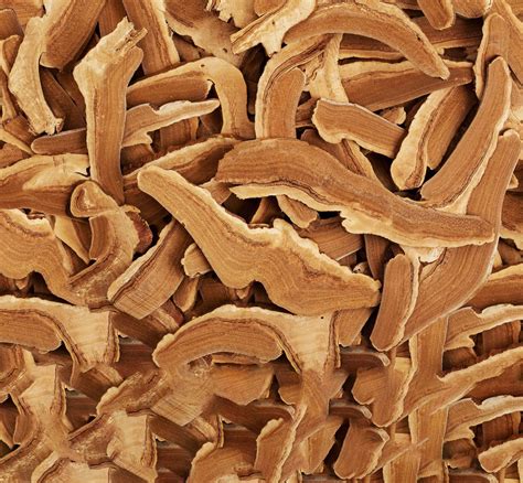 ALIVE Ancient Mushroom Elixir | Adaptogenic Teas | GT's Living Foods