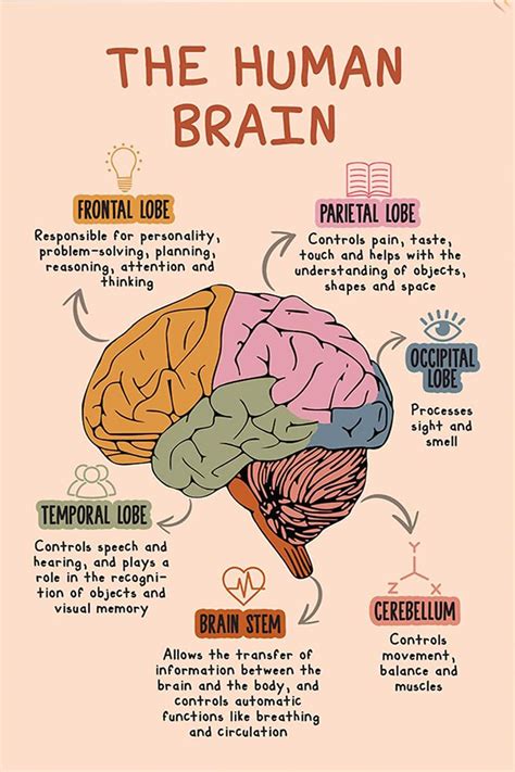 The Human Brain Poster Mental Health Poster for Classroom - Etsy ...