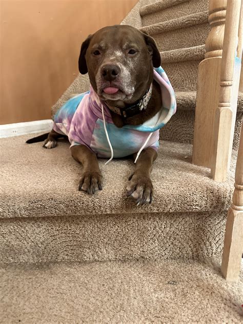 Reese’s wisdom panel results! : r/DoggyDNA