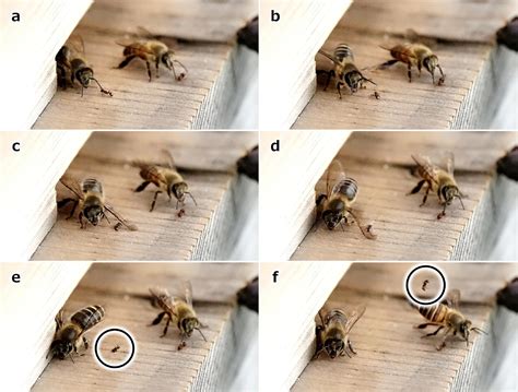 Wing‐slapping: A defensive behavior by honey bees against ants - Seko - 2024 - Ecology - Wiley ...