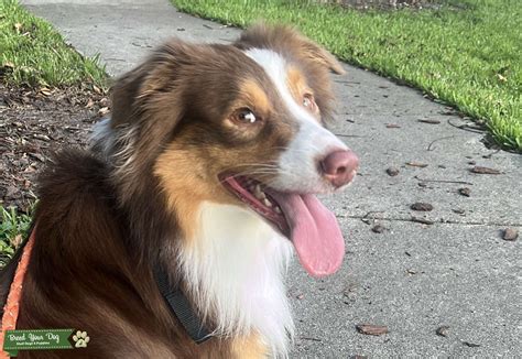 Super intelligent Tricolor Australian Shepherd - Stud Dog in Miami-Dade ...
