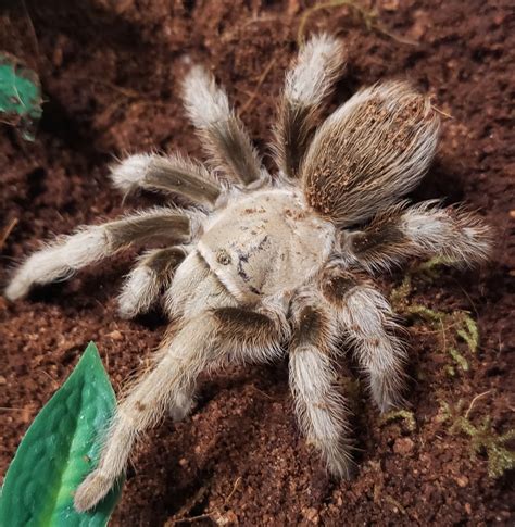 Aphonopelma Chalcodes, Arizona Blonde Tarantula by Inclined Exotics ...