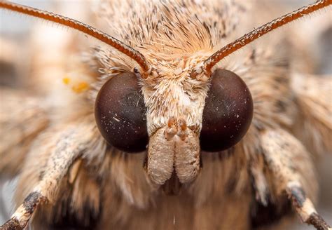 Moth Mouth