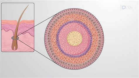 Video: Accessory Structures of the Skin: Nails