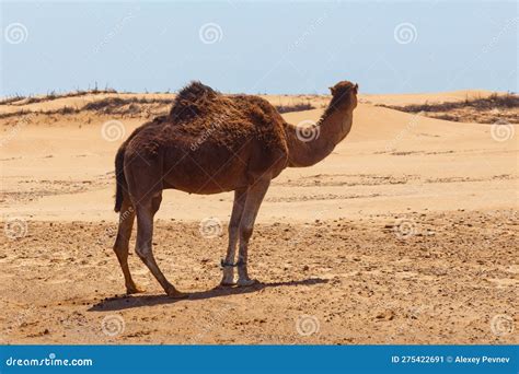 Single Hobbled Camel Stands on the Sand in a Hot African Desert Area ...