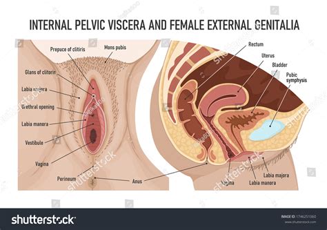 Anatomy Of Vagina Anatomy Diagram External