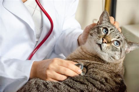 Managing Cat Hyperthyroidism: Diagnosis and Treatment Options - North ...