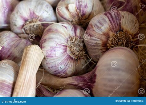New Harvest of Fresh Aromatic Violet Garlic in Piolenc Village ...