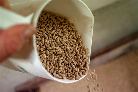 Yeast supplementation in pig diets