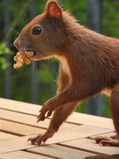 Fotos gratis : mamífero, vertebrado, Eurasian Red Squirrel, Zorro ...
