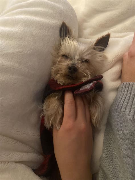 My yorkie has been chewing her paws until it's hairless and red. Vet ...