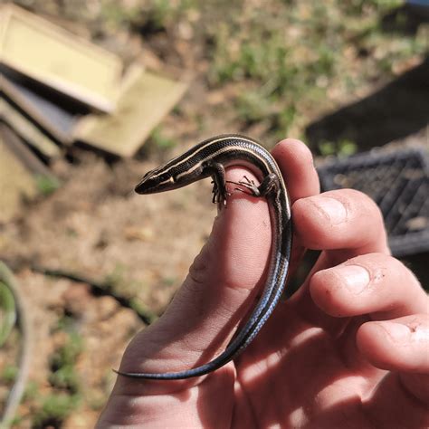 What is this? : r/skinks