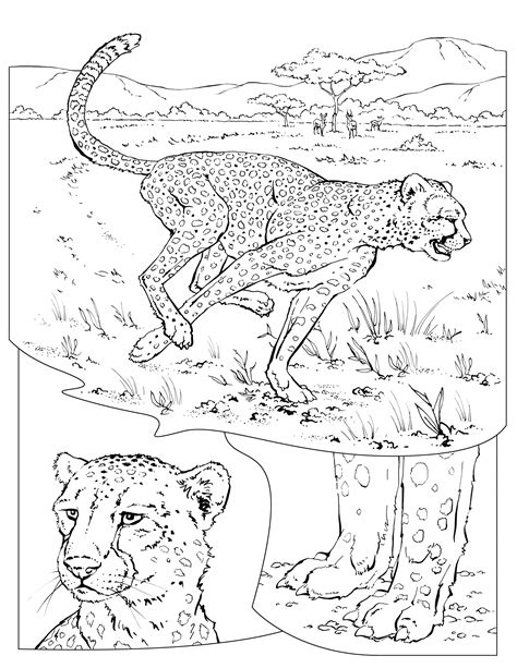 Cheetah coloring pages to download and print for free