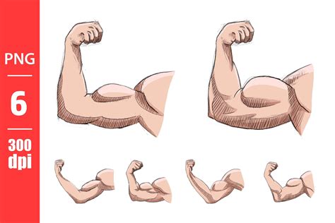 Arm Muscles Drawing