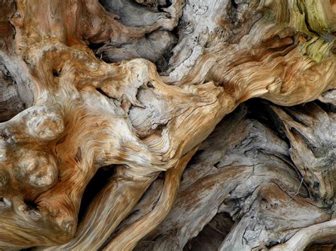 The Surprising Beauty and Benefits of Driftwood