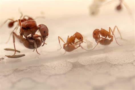 Western Harvester Ants (Pogonomyrmex occidentalis) » AntGear