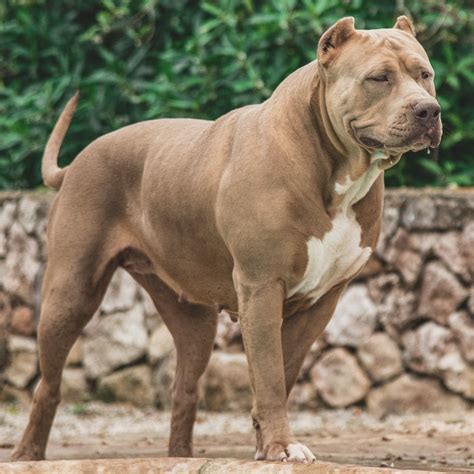 XXL American Bully -XXL Luxor Bullys XL Bully Cute Puppies, Dogs And ...