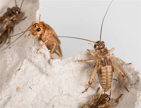 Do Crickets Bite Humans? | EcoGuard Pest Management