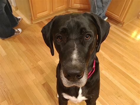 Great Dane Black Lab Mix